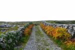 PICTURES/Innishmore - Dun Eoghanachta & Dun Aonghas Stone Forts/t_DSC04817.JPG